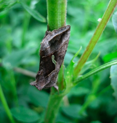 Macdunnoughia confusa, Chiasmia clathrata